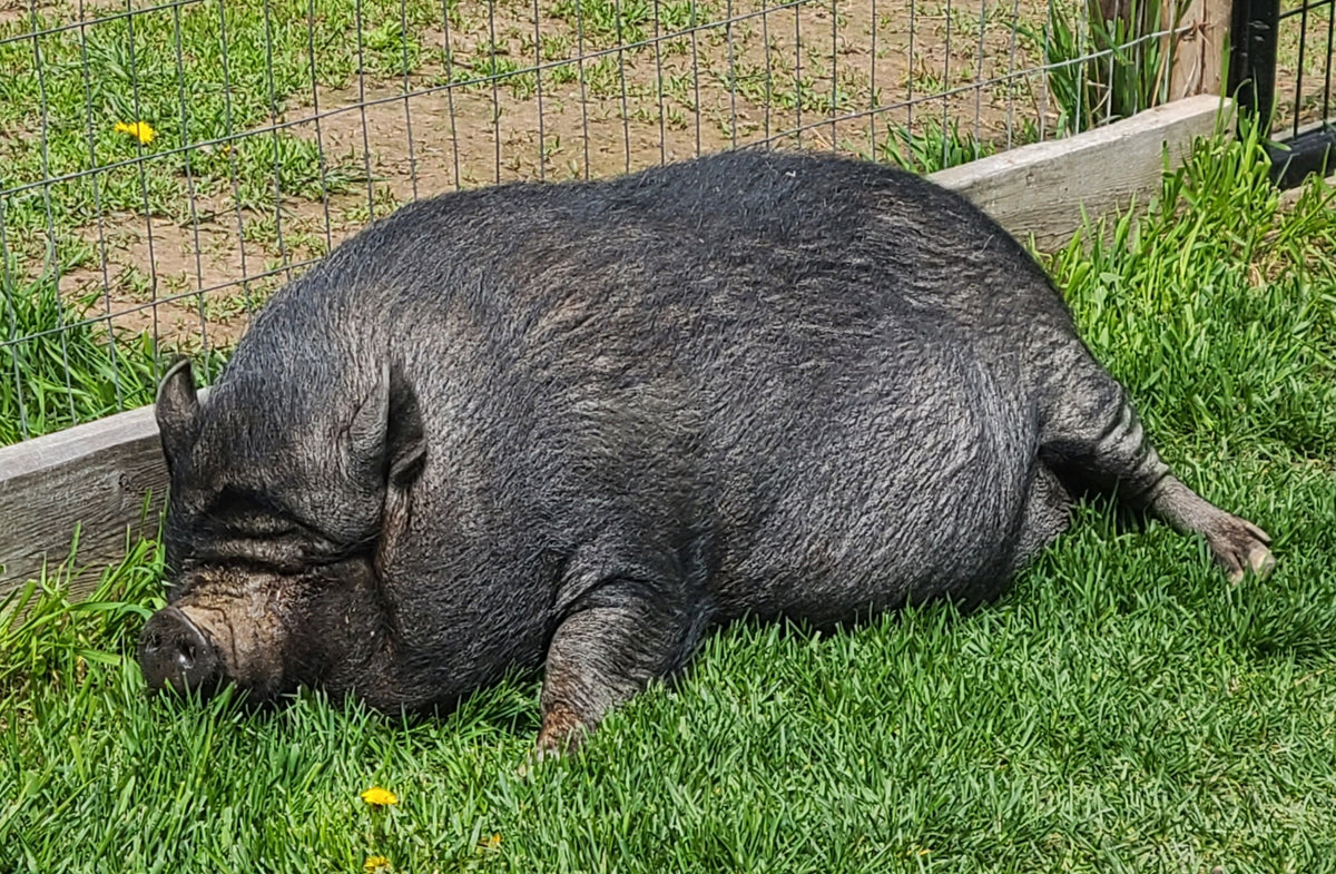 animal-feed-near-me-skcfarmfencing