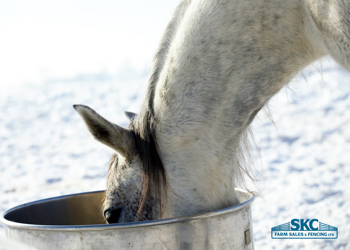 Why Beet Pulp Deserves a Place in Your East Kootenays Horse Feed Plan