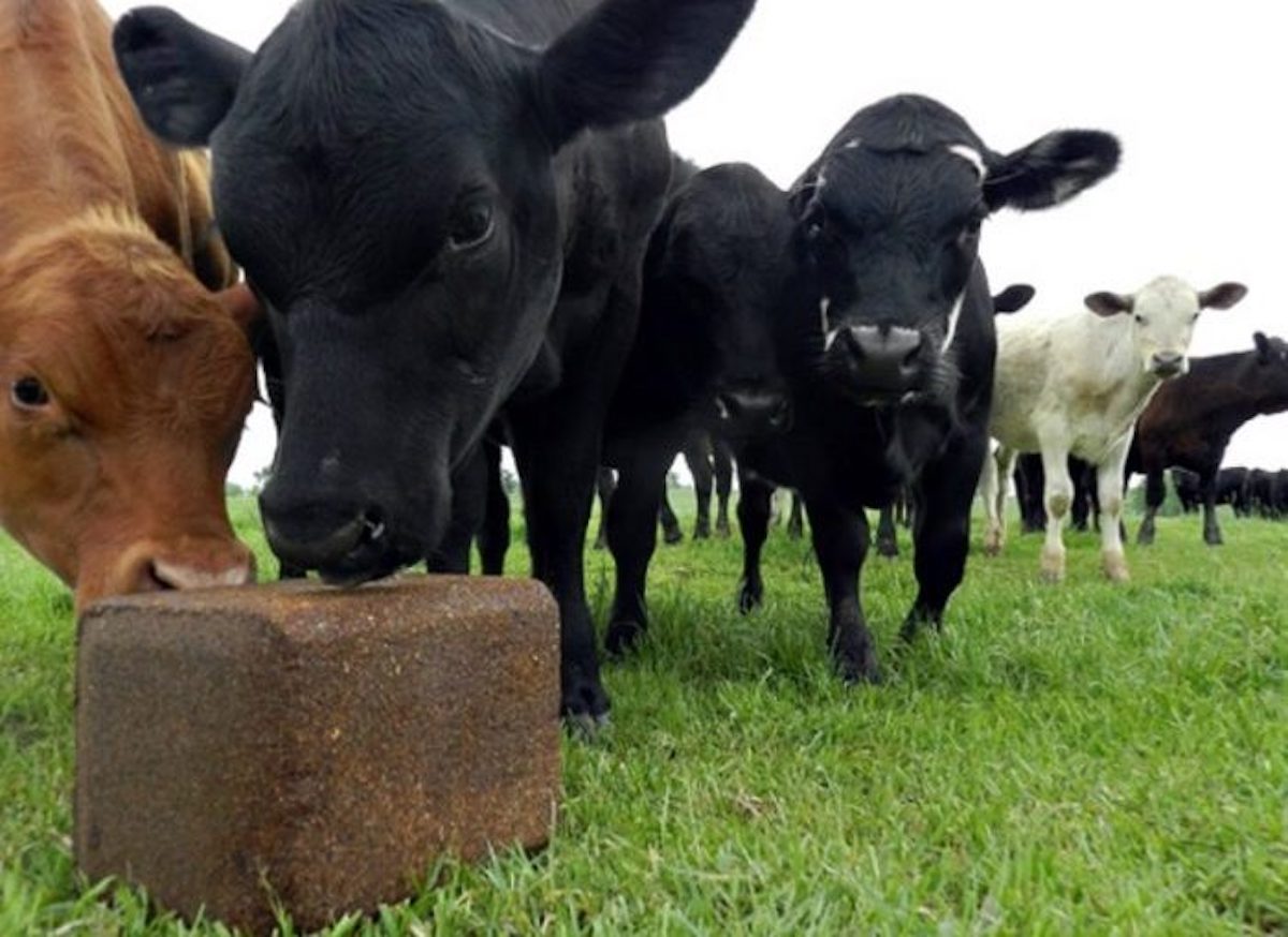 How to know which mineral is right for your cattle